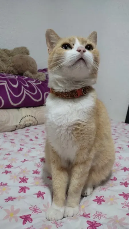 Veterinaria