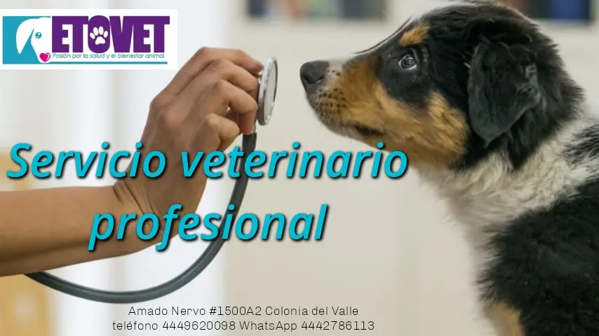 Etovet clínica veterinaria y spa de mascotas