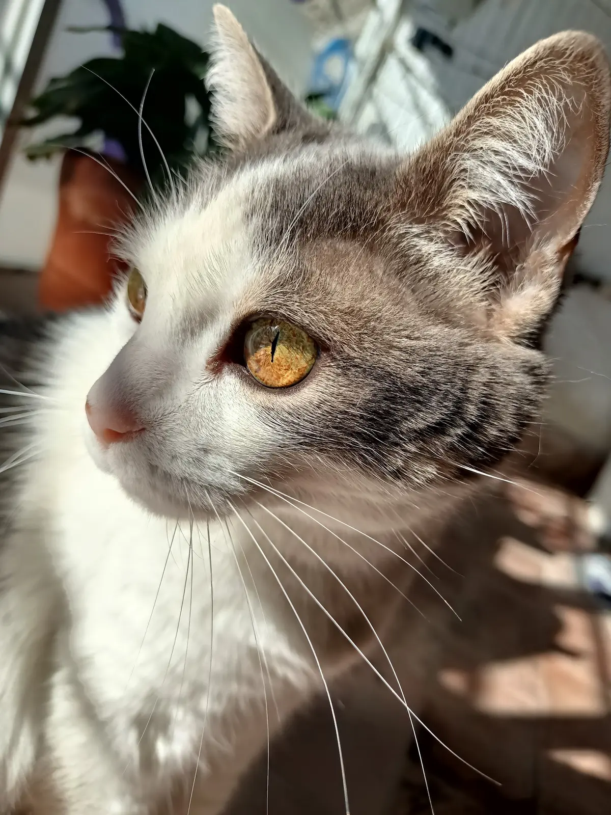 Etovet clínica veterinaria y spa de mascotas — foto 2 de 3