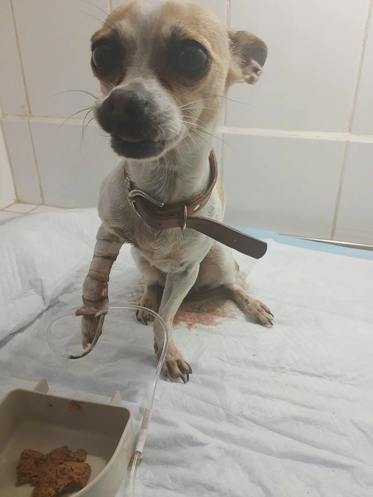 Hospital Centro Médico Veterinario MVZ Eduardo Moctezuma y MVZ Roxana Moran — foto 1 de 3