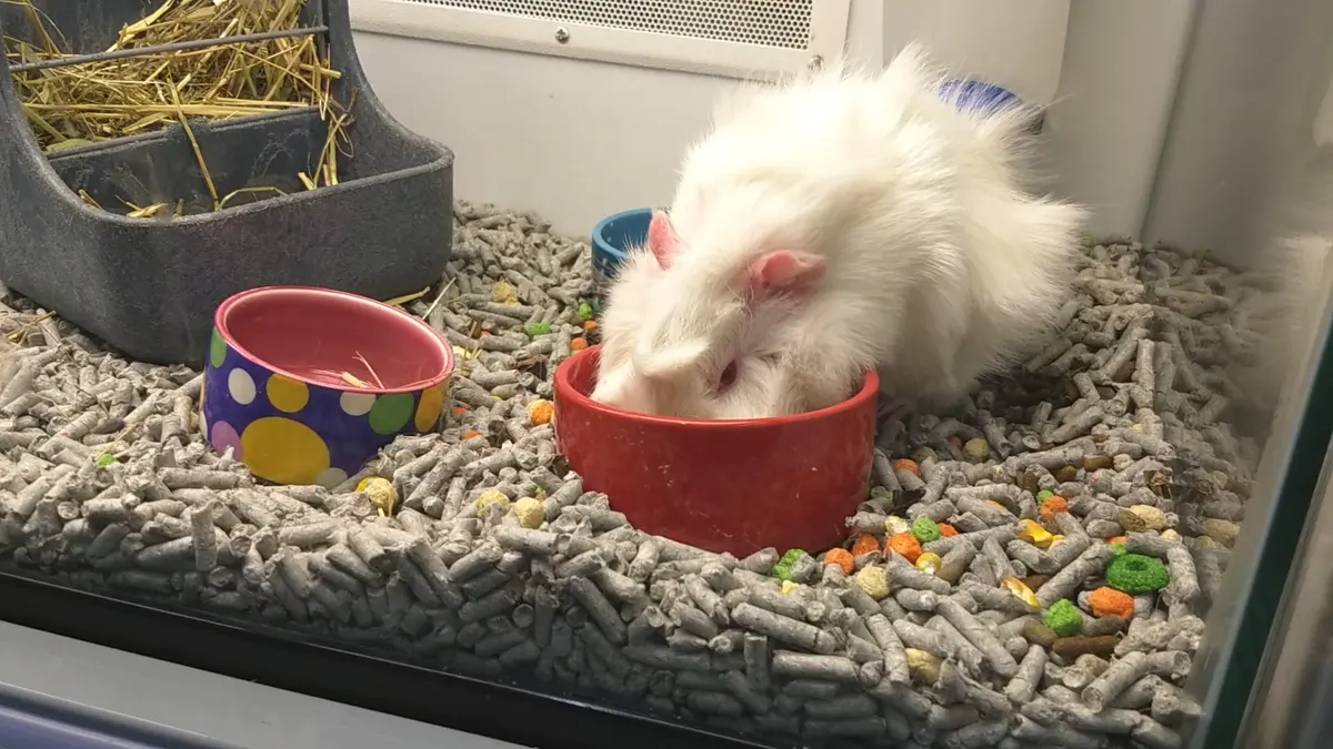 Petco San Luis Potosí — foto 2 de 3