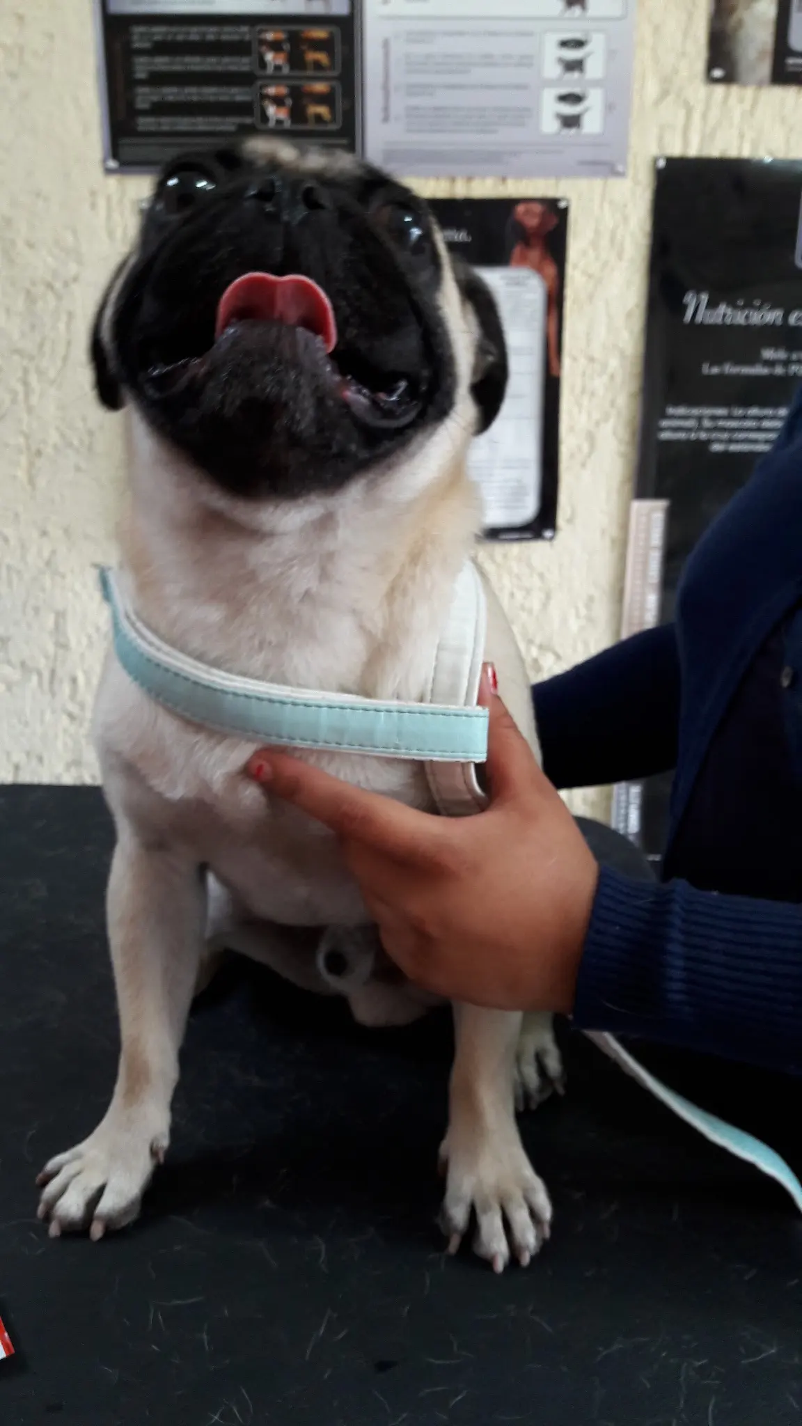 Clínica Veterinaria "GARRITAS"