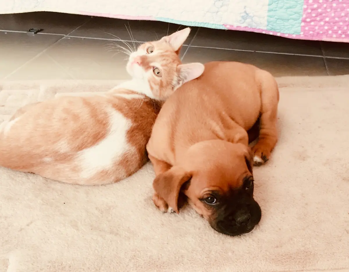 Clínica Veterinaria "GARRITAS" — foto 3 de 3
