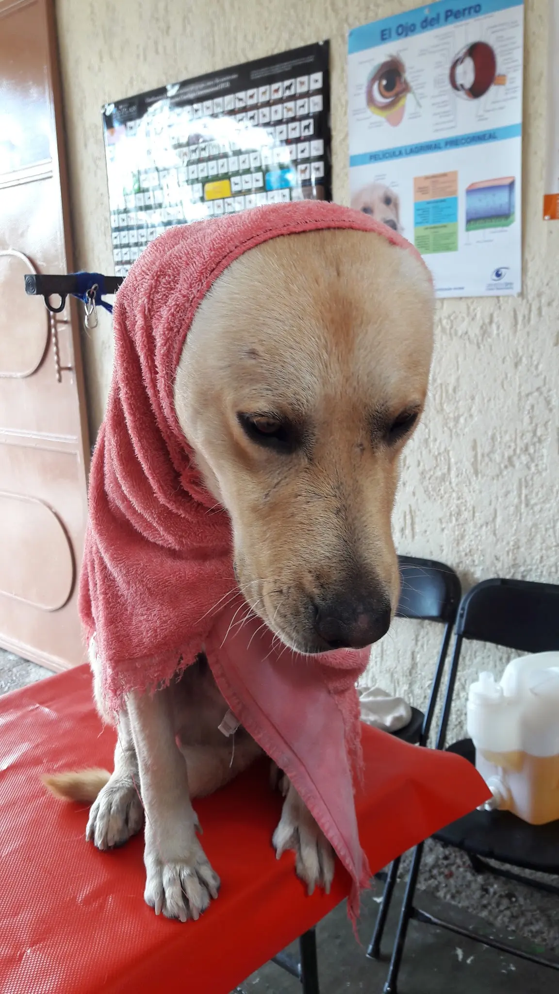 Clínica Veterinaria "GARRITAS" — foto 2 de 3