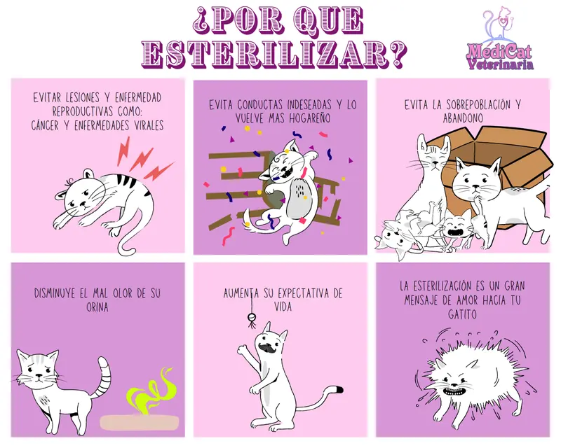 MédiCat Veterinaria — foto 2 de 2