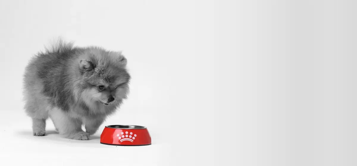 Royal Canin