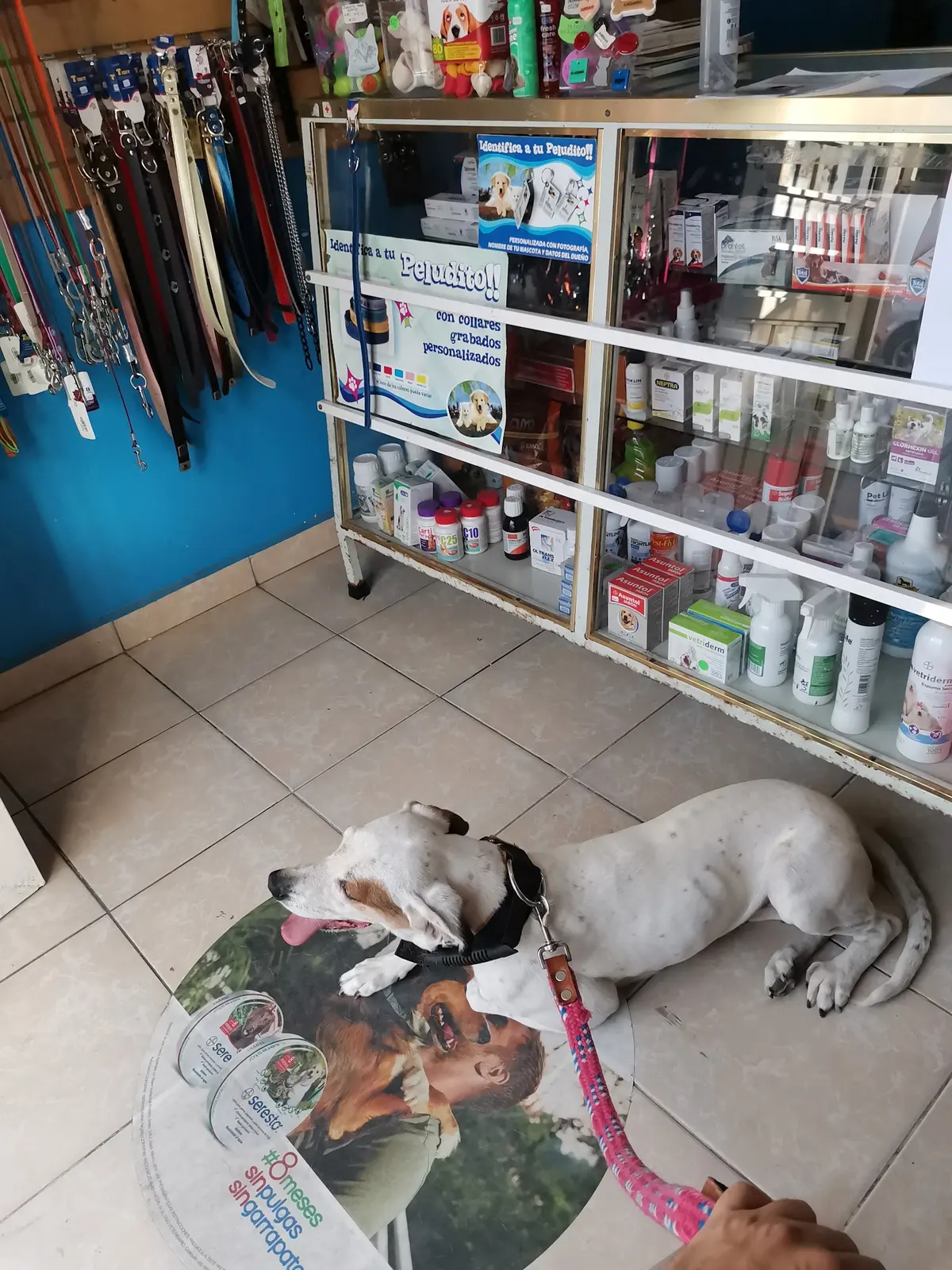Veterinaria QUIRÓN