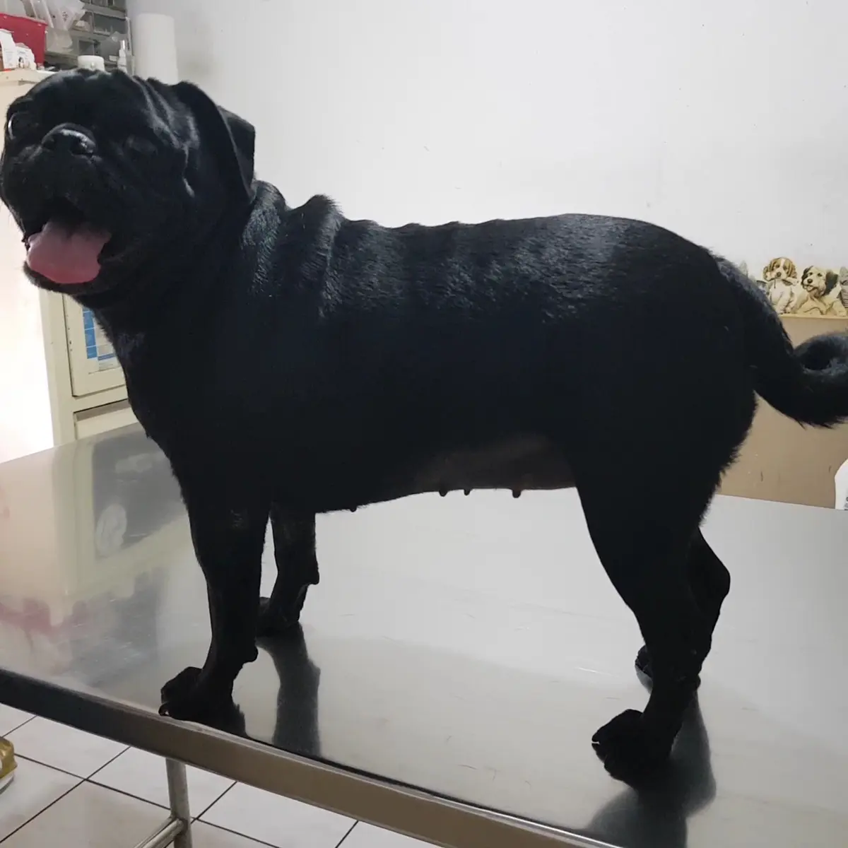 Consultorio Veterinario Gaxiola — foto 2 de 3