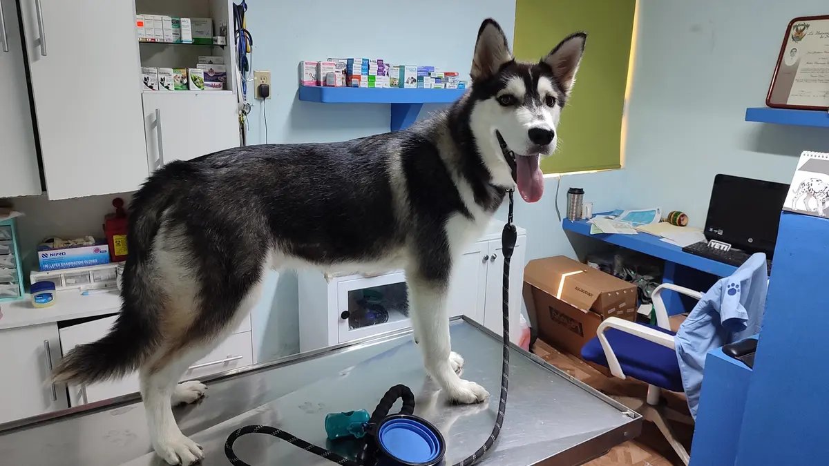 Hospital Veterinario Colhuacan — foto 3 de 3