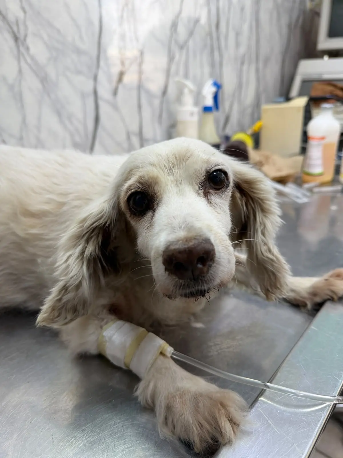 HOSPITAL VETERINARIO DR COLIN PETS