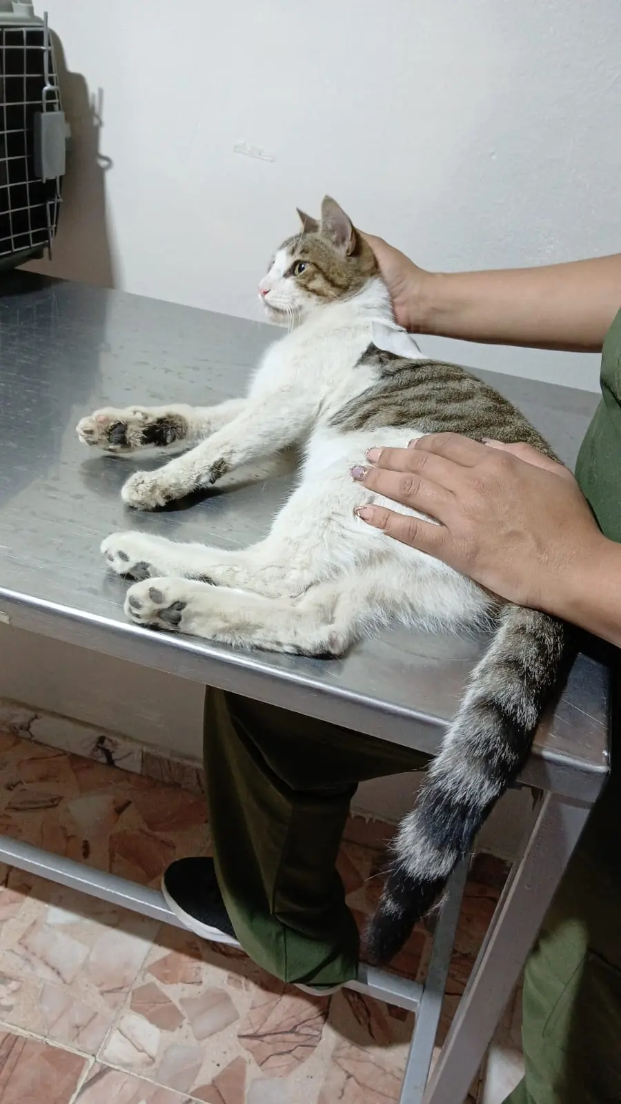 Hospital Veterinario Señor Mascota Culiacán