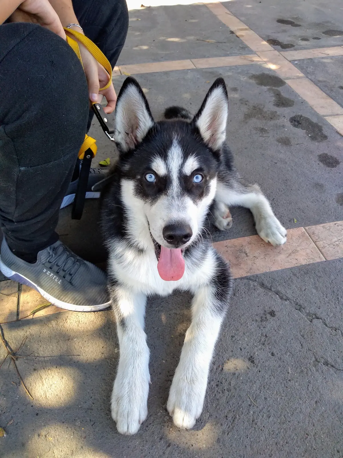 Veterinaria Reza
