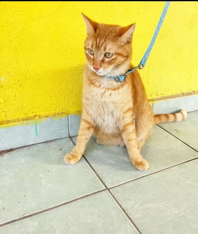 Dr. Pets