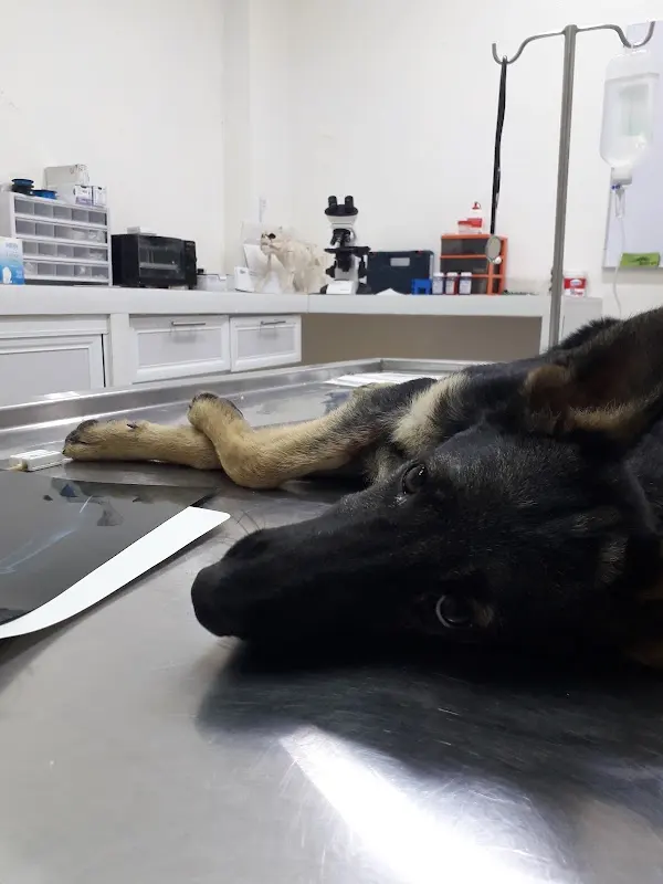 Centro Clínico Veterinario