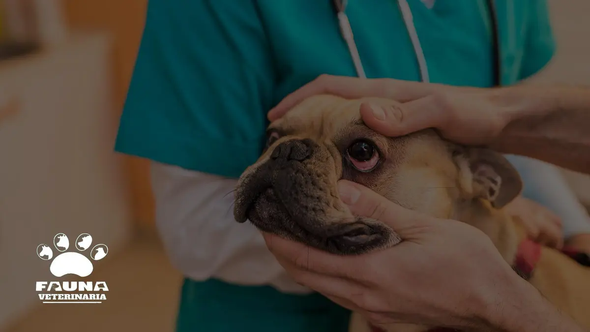 Hospital Veterinario Fauna