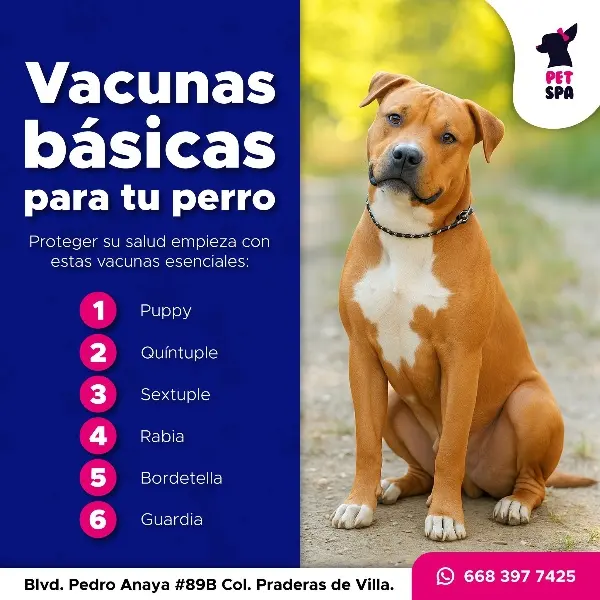 Veterinaria Pet Spa — foto 2 de 4