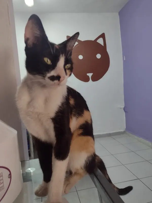 Centro Médico Veterinario Peek