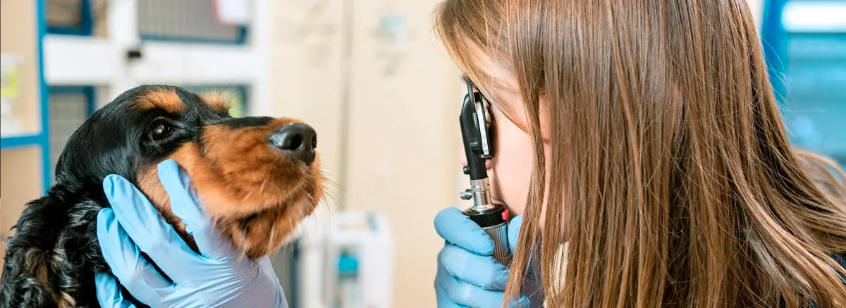 CLINICA VETERINARIA MASCOTA — foto 2 de 4