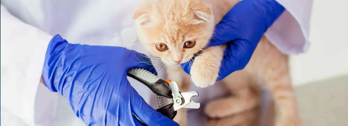 CLINICA VETERINARIA MASCOTA — foto 4 de 4