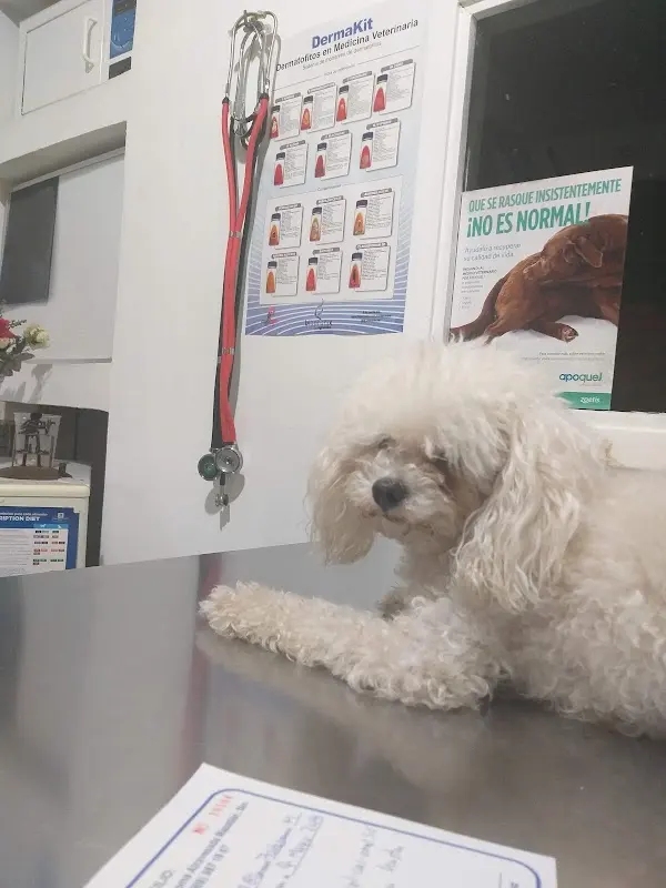 Hospital Veterinario Safari Zoo