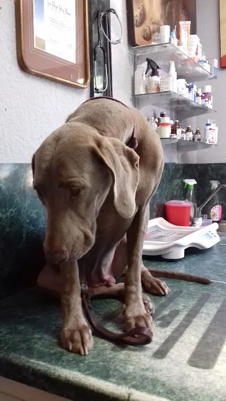 Veterinaria Lomas de Mazatlán y Cremación de Mascotas