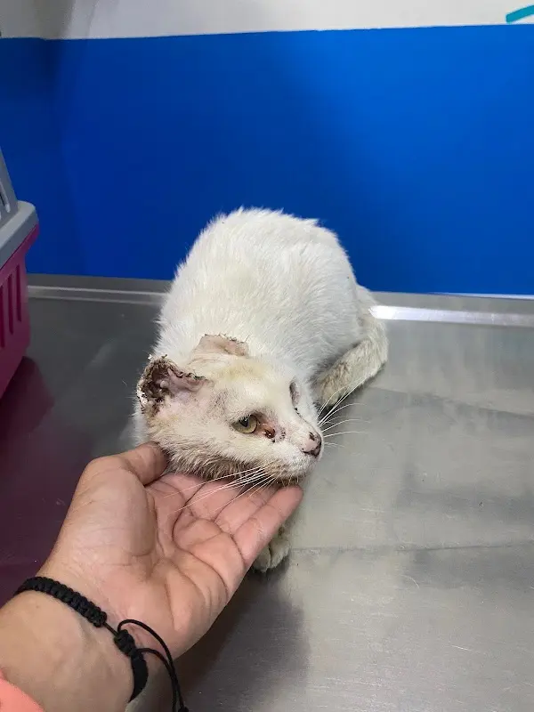Veterinaria PAL VET