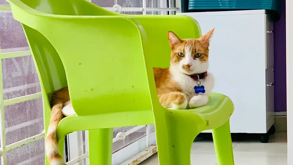 Veterinaria Paws of Love Mazatlán