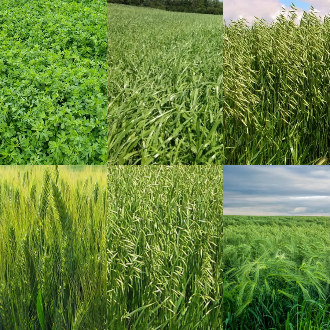 AGRI INSUMOS - AGROLUY — foto 2 de 4
