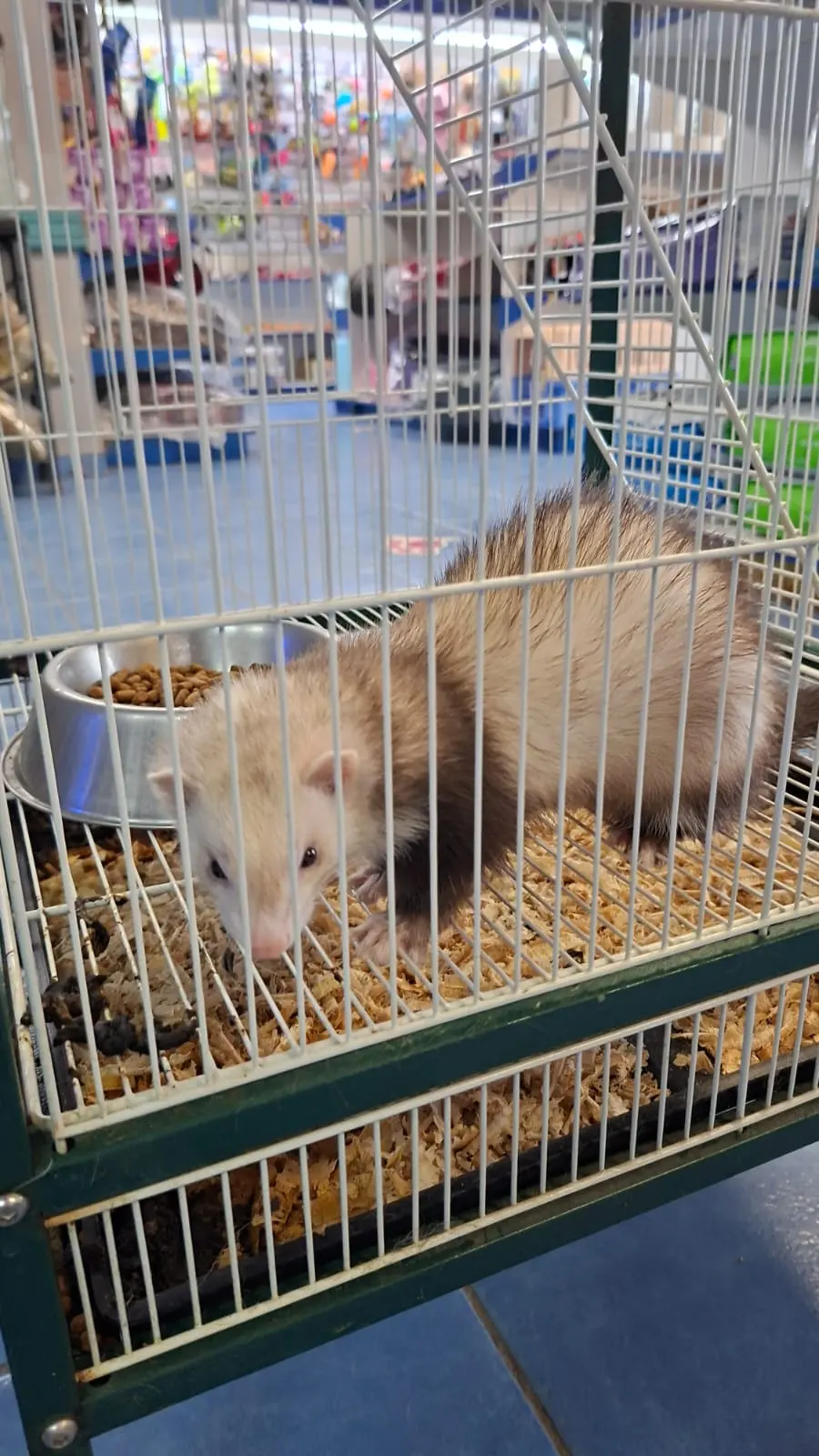 Pet's Blue Home