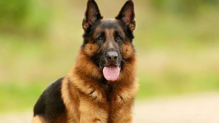 Veterinaria Garsan