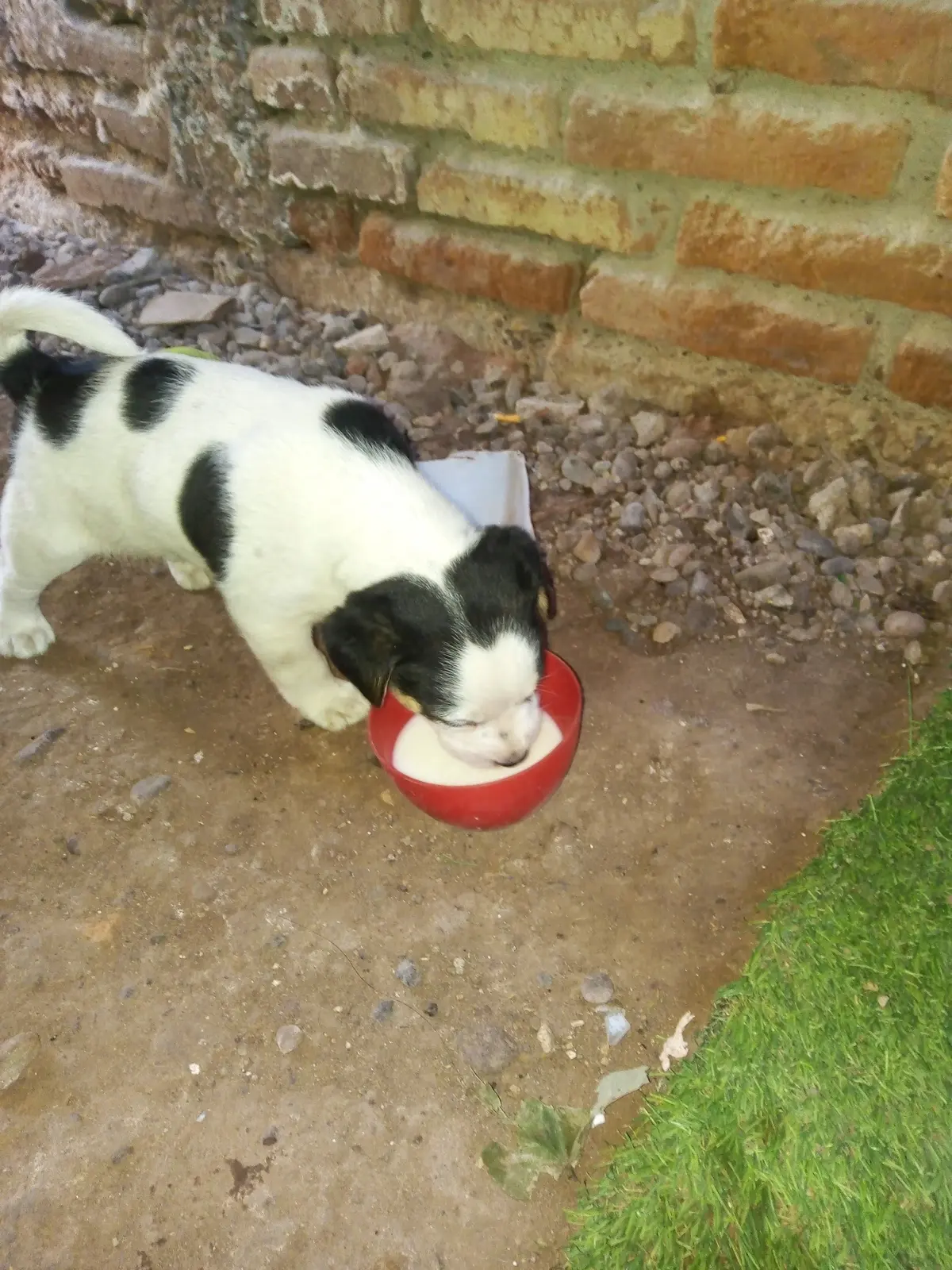 Veterinaria Mi Amigo Fiel — foto 3 de 3