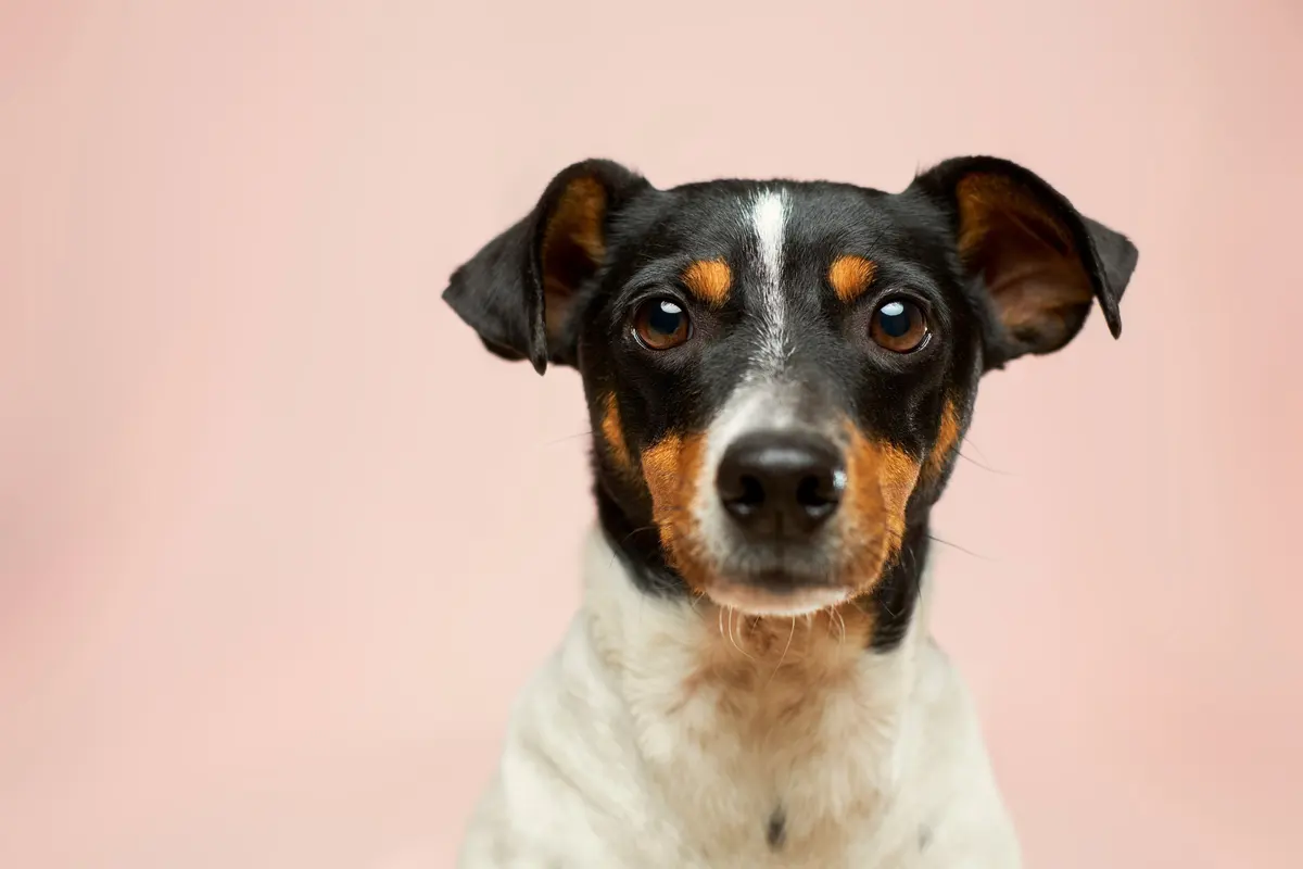 Animalia Veterinaria Integral