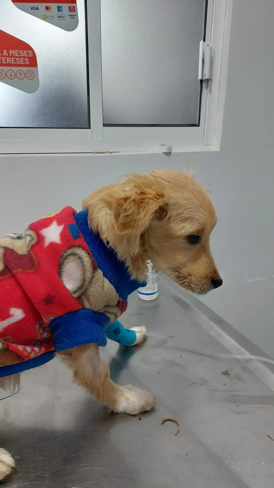 Clínica Veterinaria La Nueva Era — foto 3 de 3