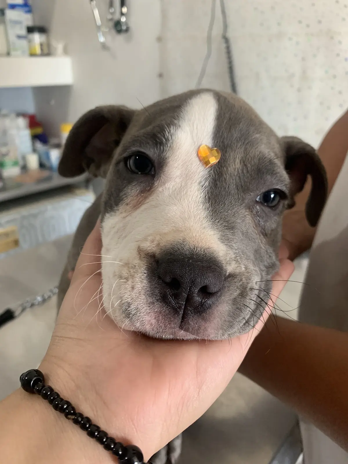 CLINICA VETERINARIA Y ESTETICA Coco Bongo PETS