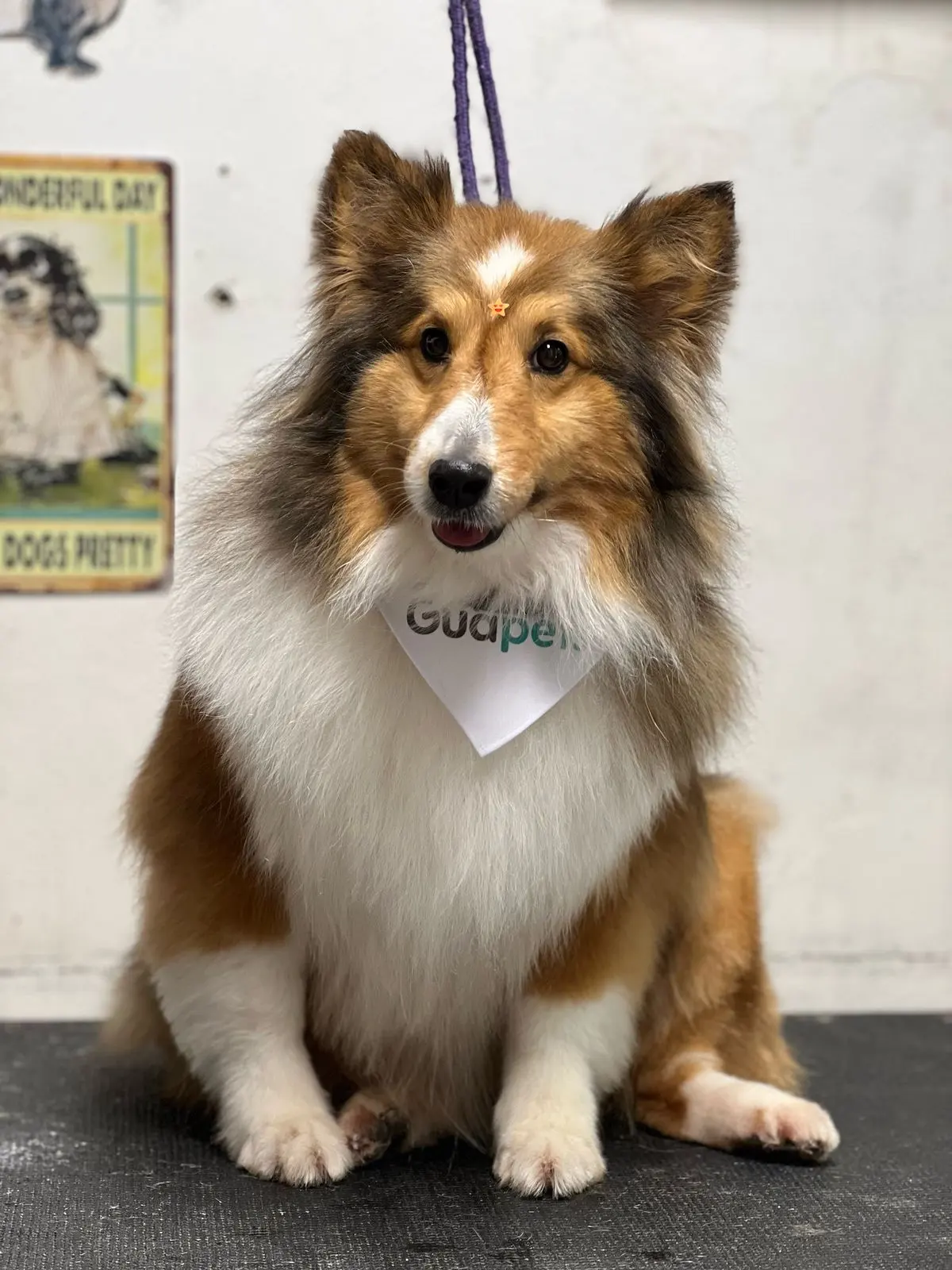 Guapets Veterinaria y Estética