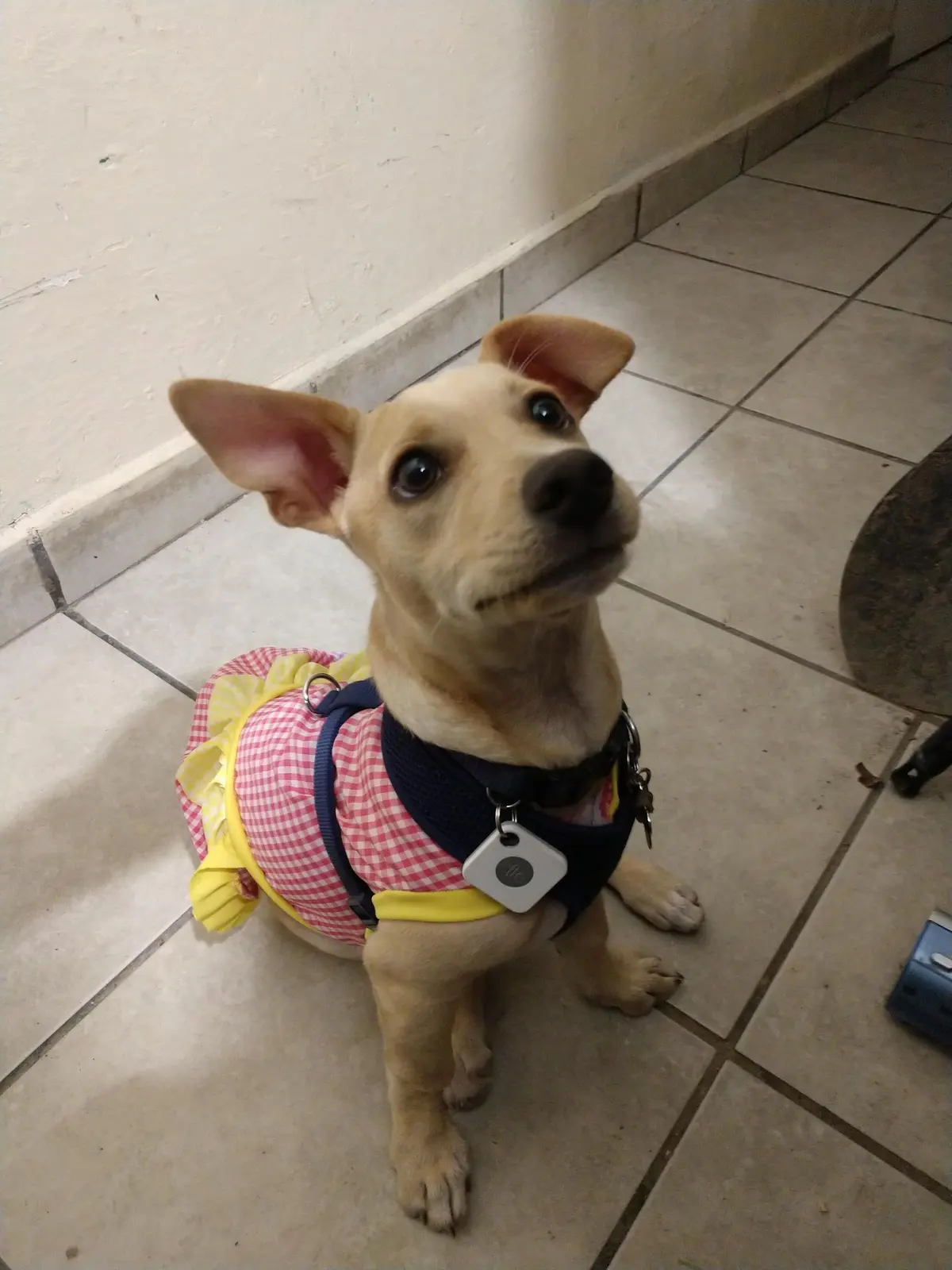 Mininos-kan — foto 3 de 3