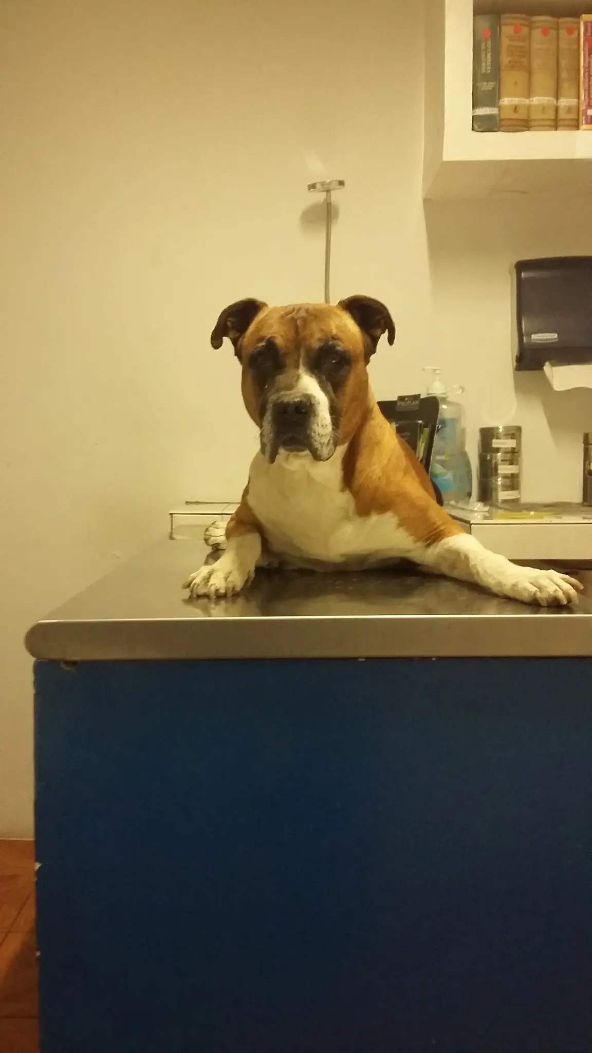 Monzalvo Hospital Veterinario Morelos — foto 3 de 3