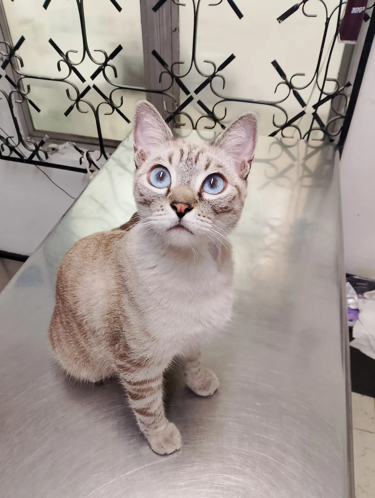 Ps Spay Clinica Veterinaria