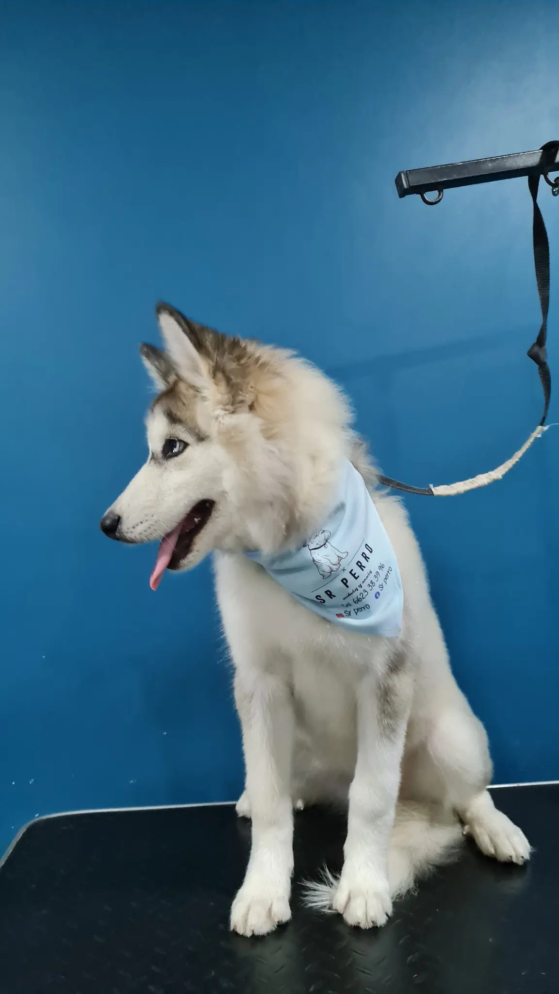 SR. PERRO VETERINARIA Y ESTÉTICA CANINA — foto 2 de 3