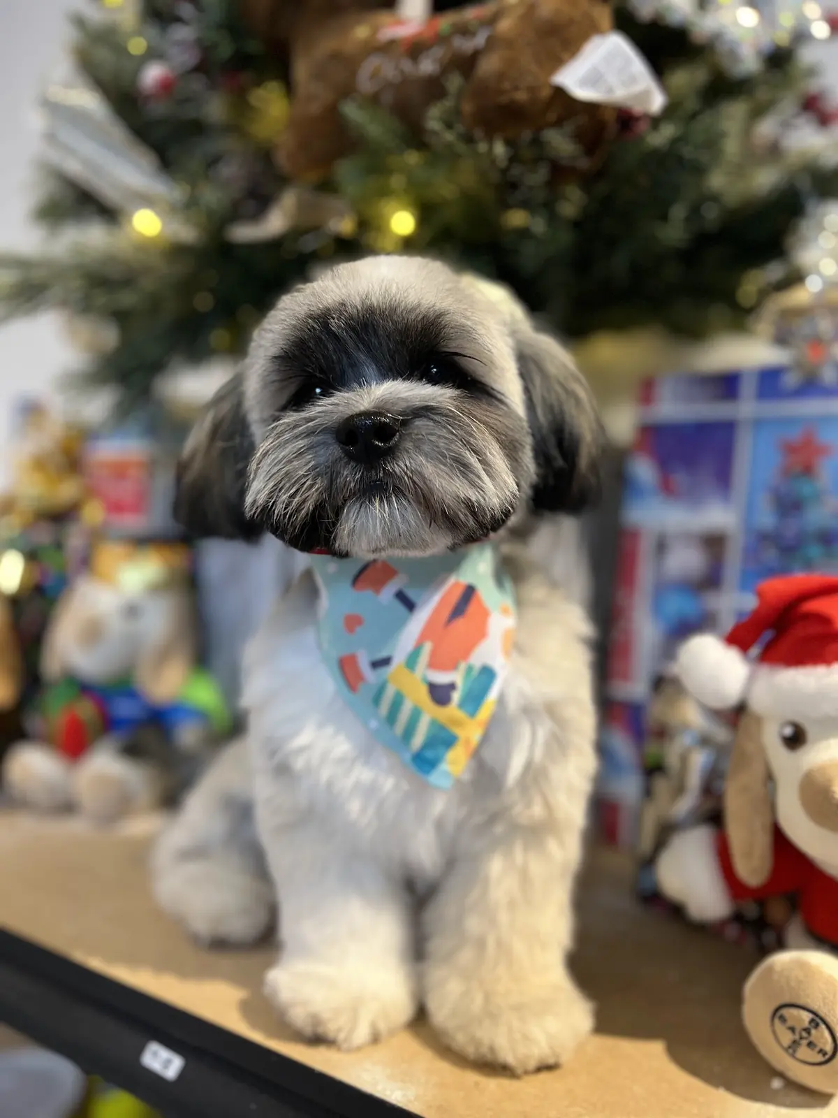 SR. PERRO VETERINARIA Y ESTÉTICA CANINA