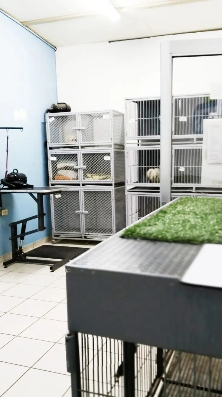 Veterinaria Son Pets Suc San Marcos