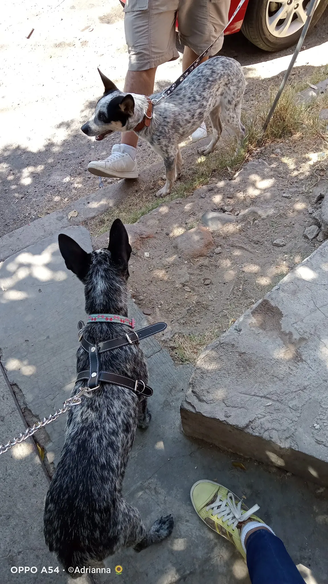Veterinario Hermosillo - Dr. Francisco R. Torres Romero