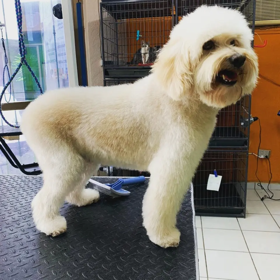 Veterinaria Chien's