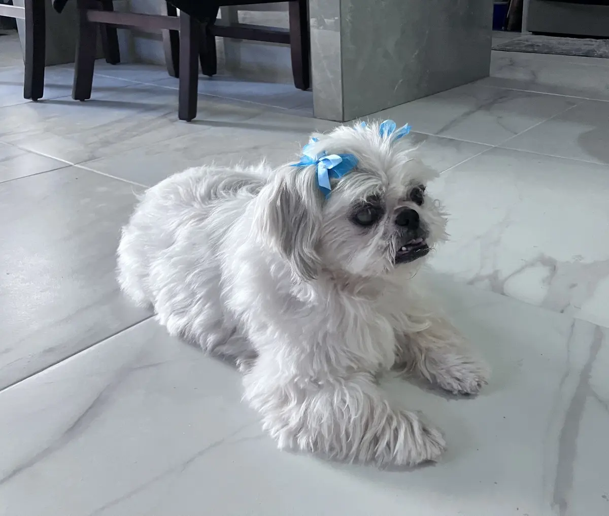 veterinaria julian