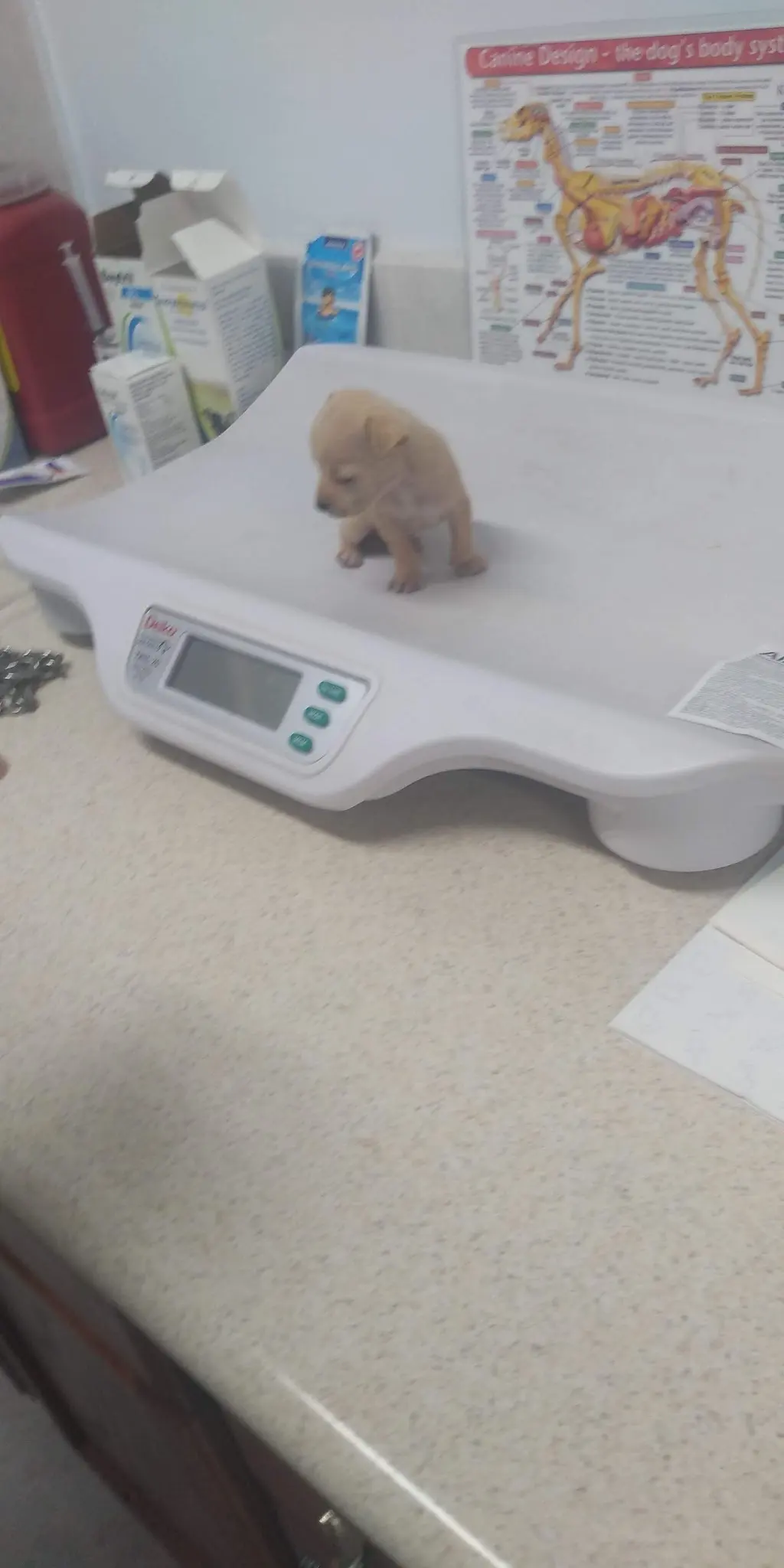 Veterinaria y Estética de Guaymas Norte — foto 2 de 2