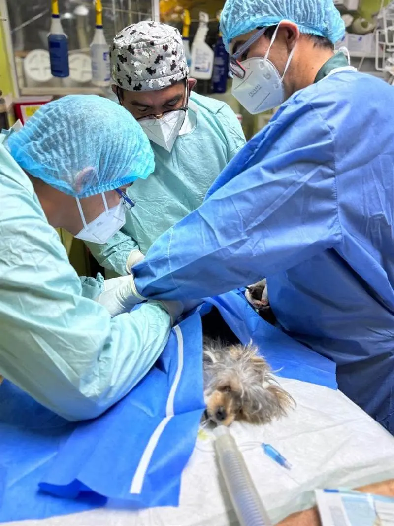 Clinica Veterinaria VETSON — foto 2 de 4