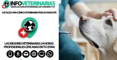 Golden "Servicios Veterinarios" — foto 3 de 4