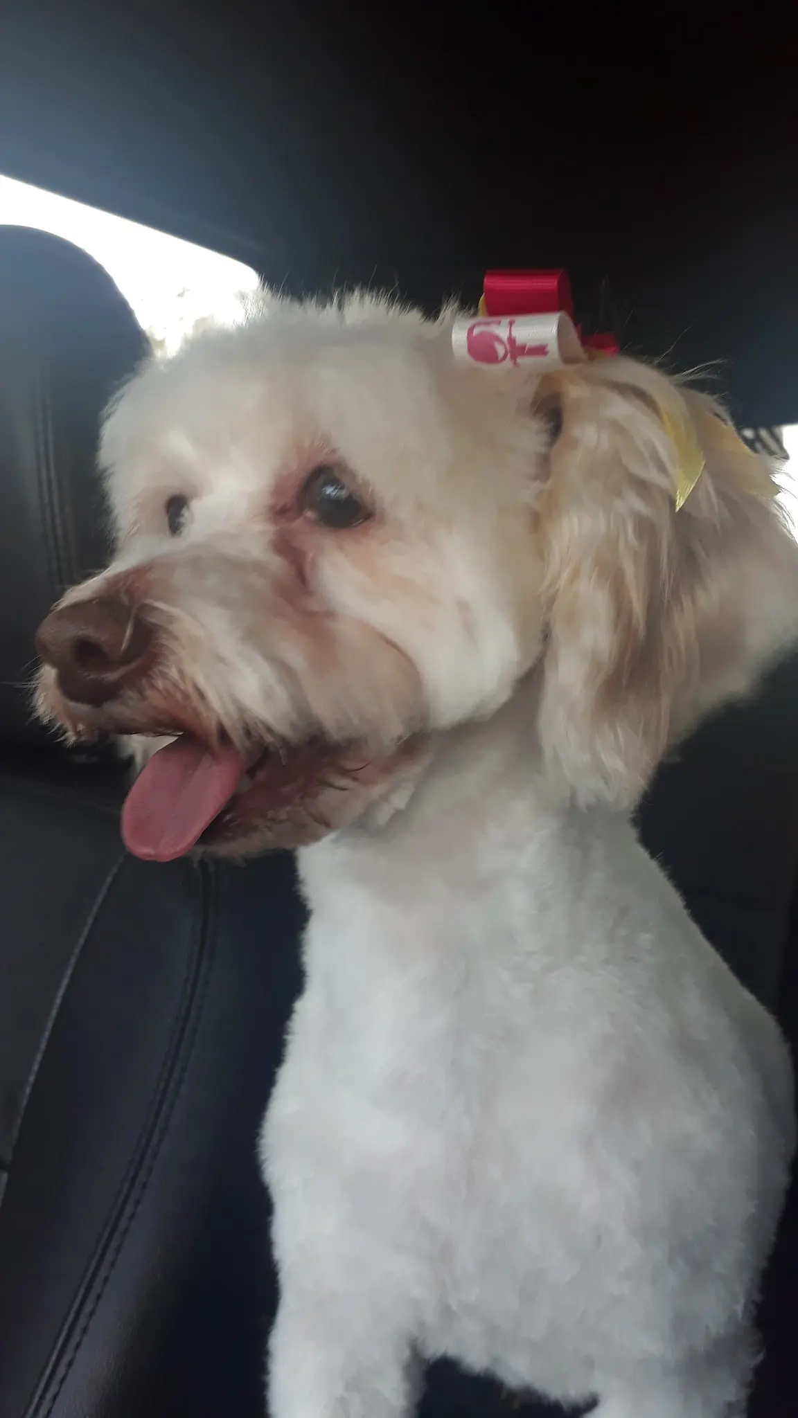 PETSPA Estética y Veterinaria