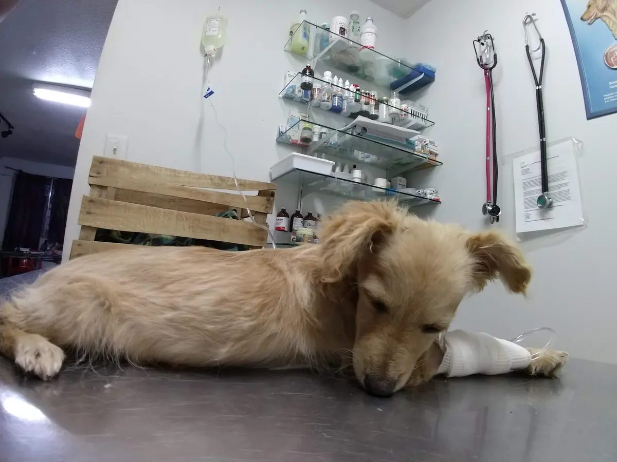 Veterinaria Del Sol