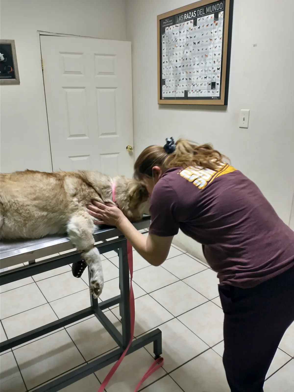 veterinaria DOGTOR Nogales — foto 2 de 3